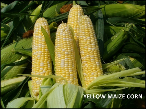 YELLOW MAIZE CORN